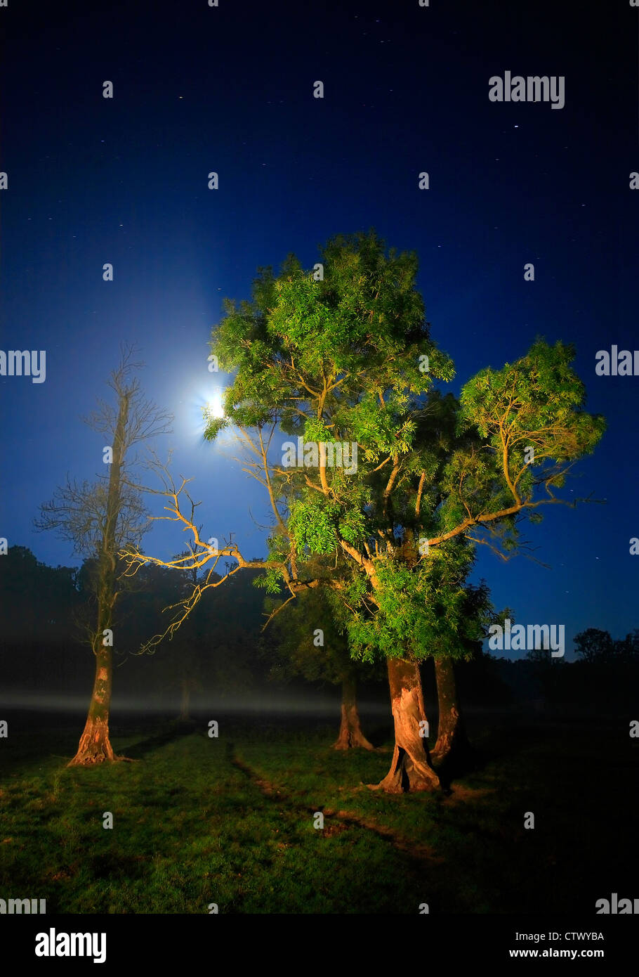 Moon is shining behind light painted trees in the night Stock Photo