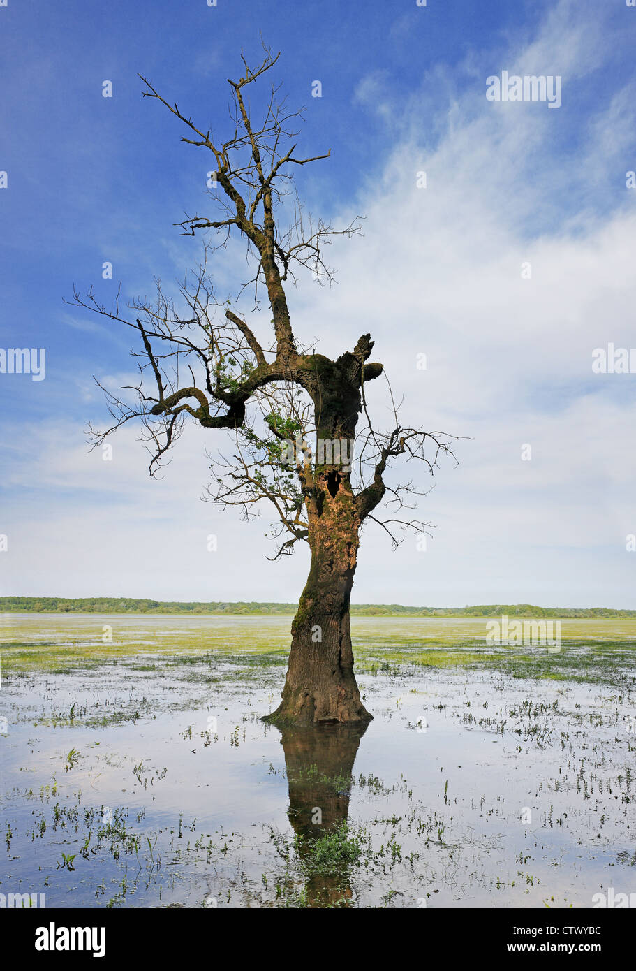 Water reflection of one old tree on the meadow. Stock Photo
