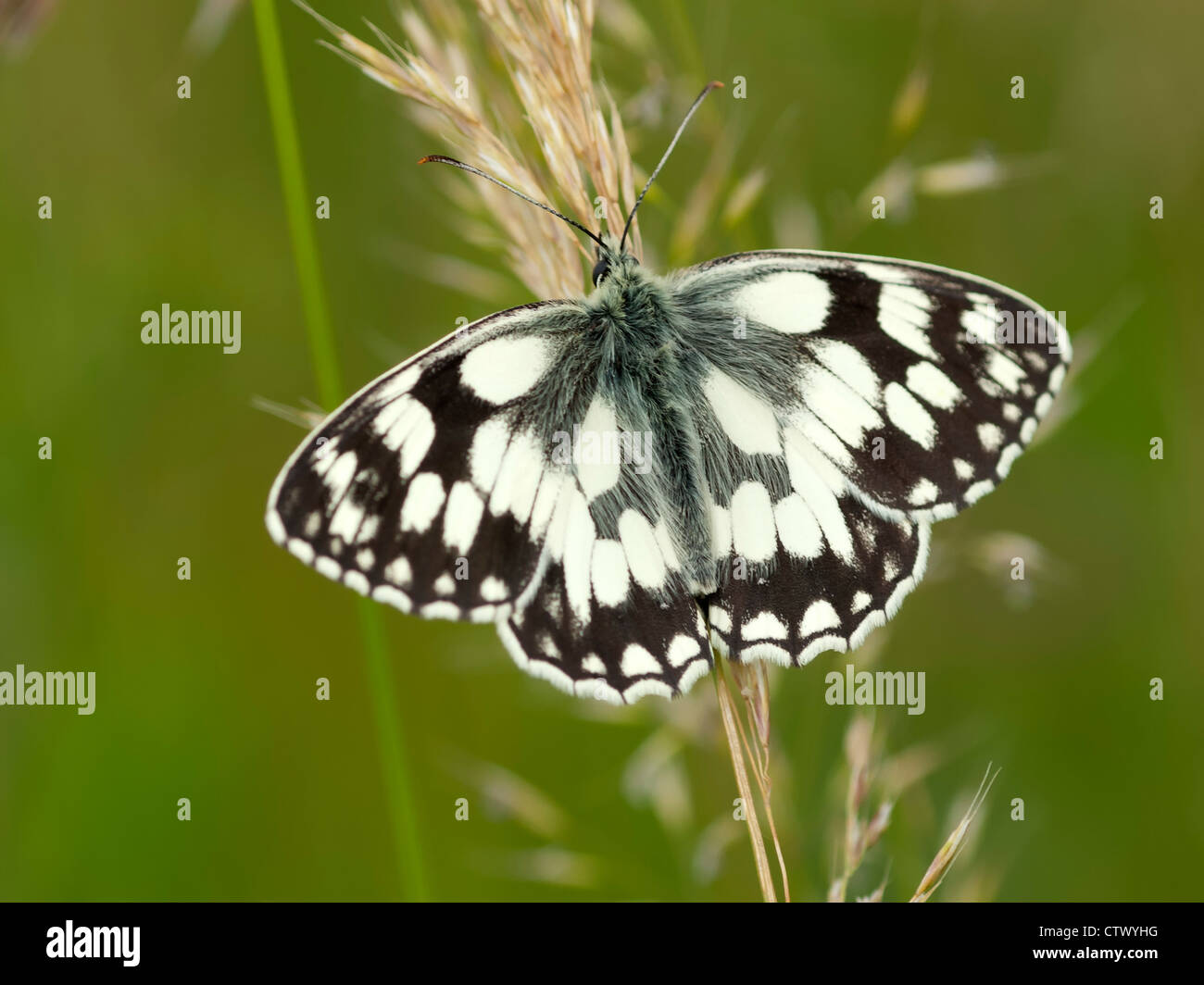 A Marbled White butterfly ( Melanargia galathea ) at rest on a grass seed head Stock Photo