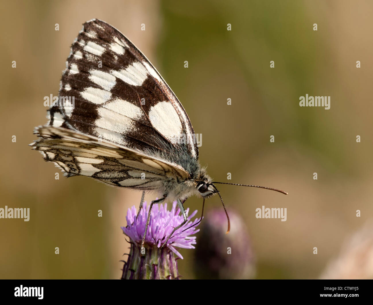 A Marbled White butterfly ( Melanargia galathea ) nectaring on a thistle head Stock Photo