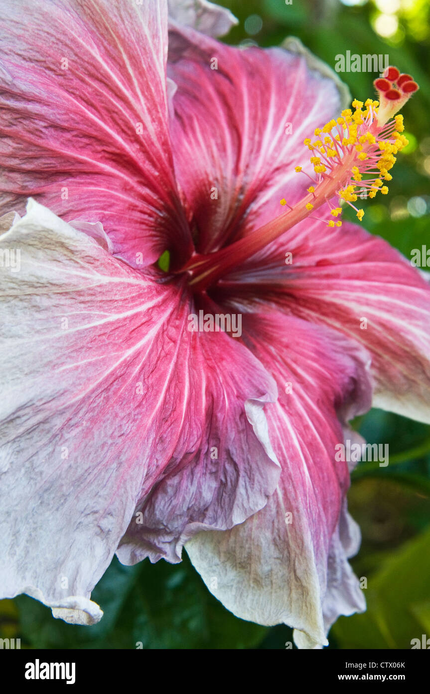 A close up photograph of a Hibiscus flower. Maui, Hawaii Stock Photo