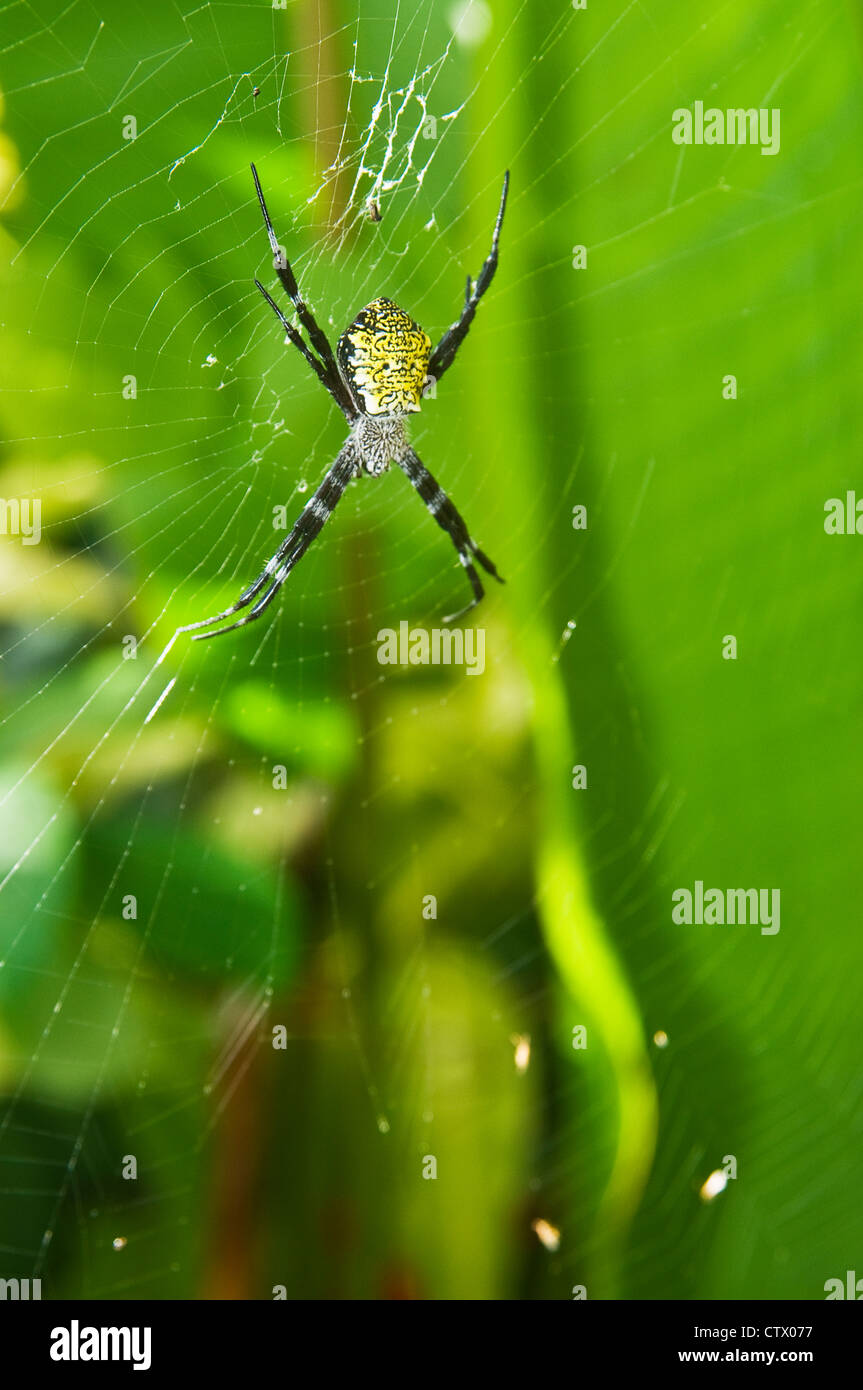 Spider in banana hires stock photography and images Alamy