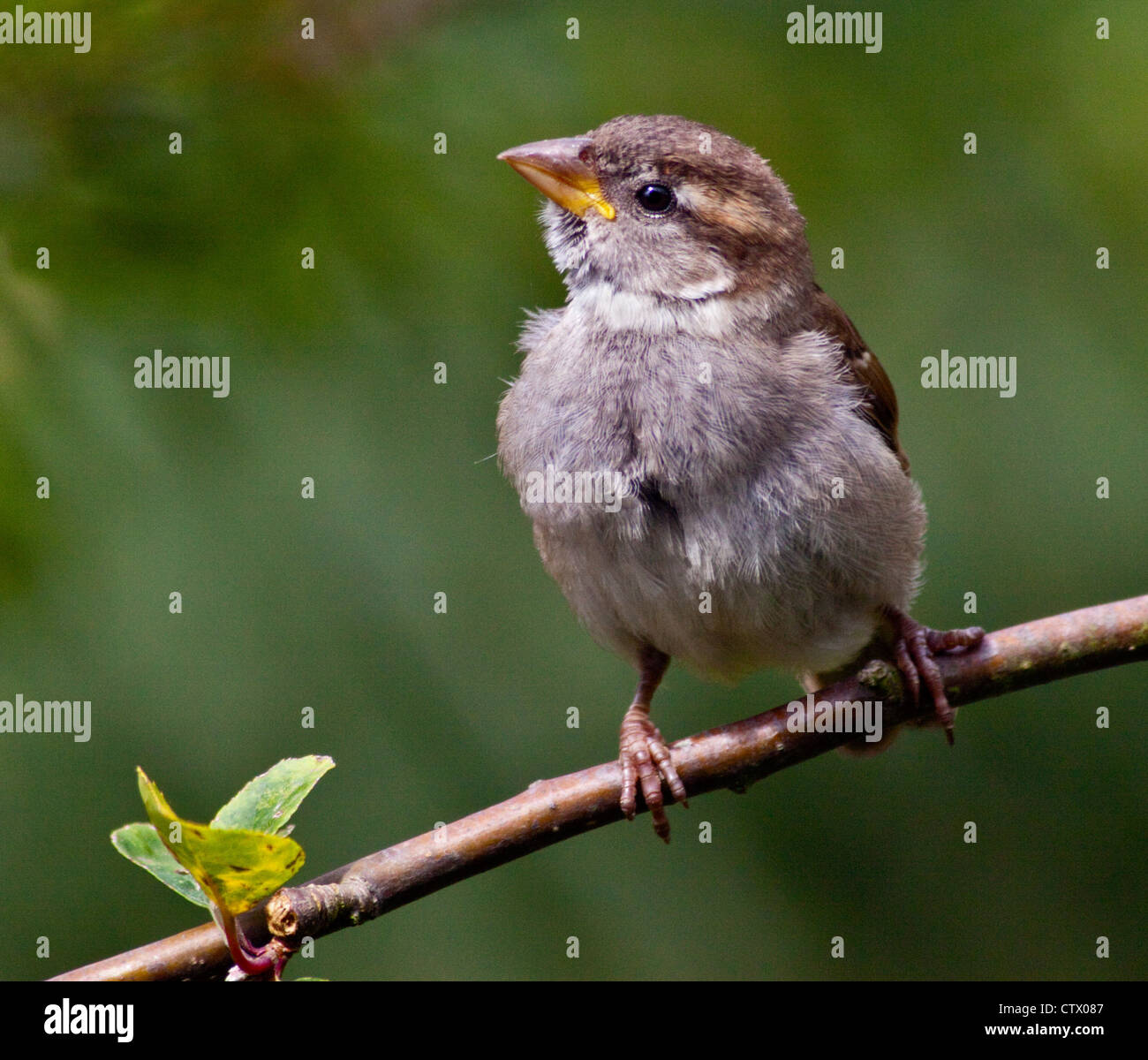 Juvenile House Sparrow (passer domesticus), UK Stock Photo