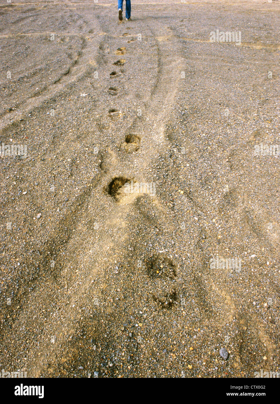 Footprints in sand walking away hi-res stock photography and images - Alamy