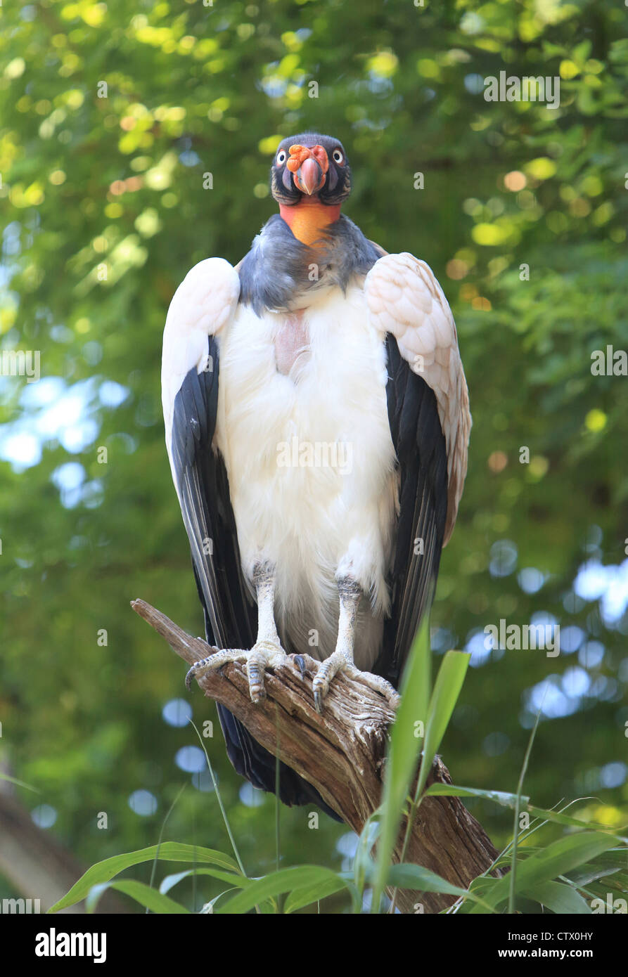 A king vulture, at London Zoo, in Regent's Park, London, England, UK Stock Photo