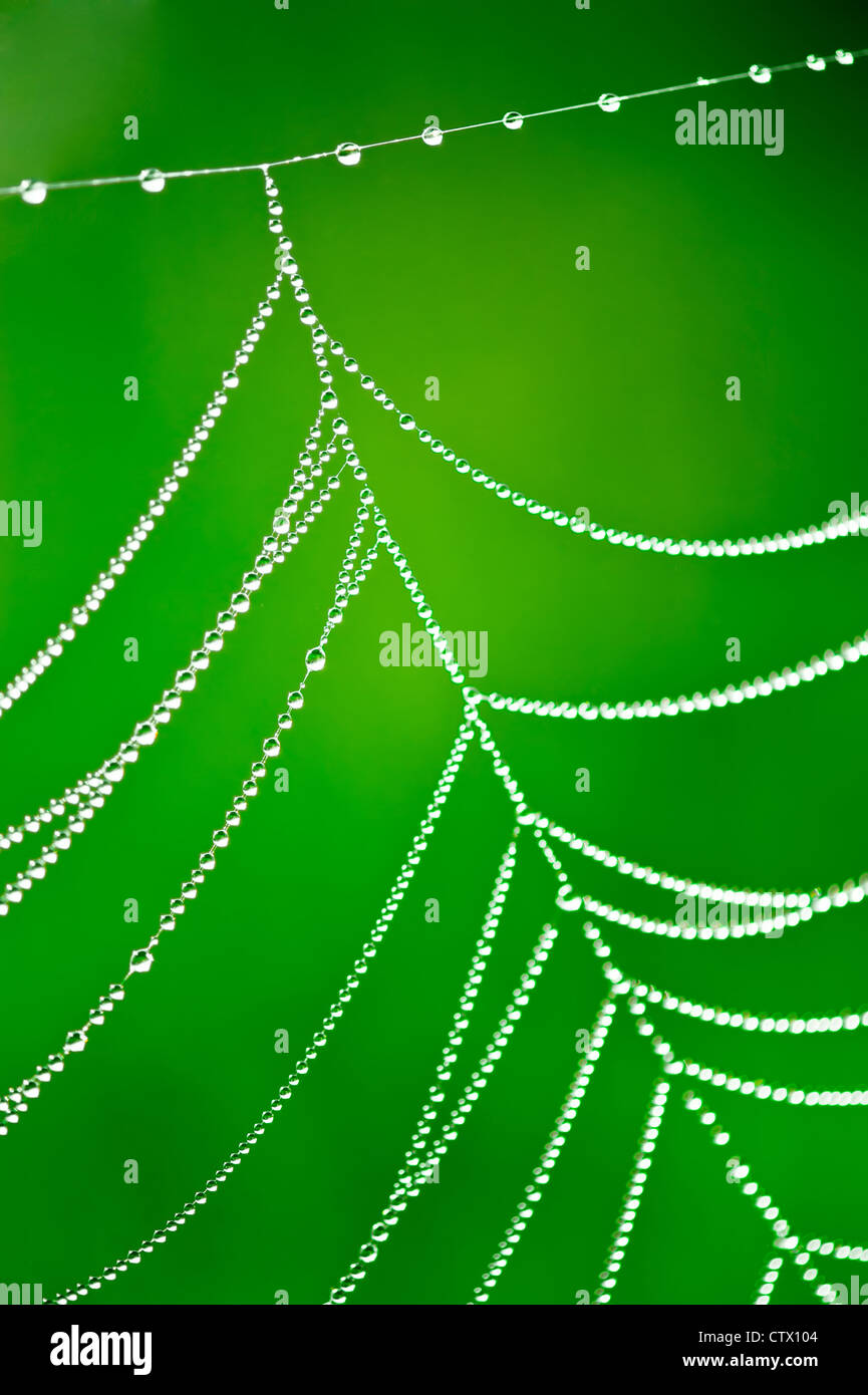 Morning dew. Shining water drops on spiderweb over green nature background. Shallow depth of field Stock Photo
