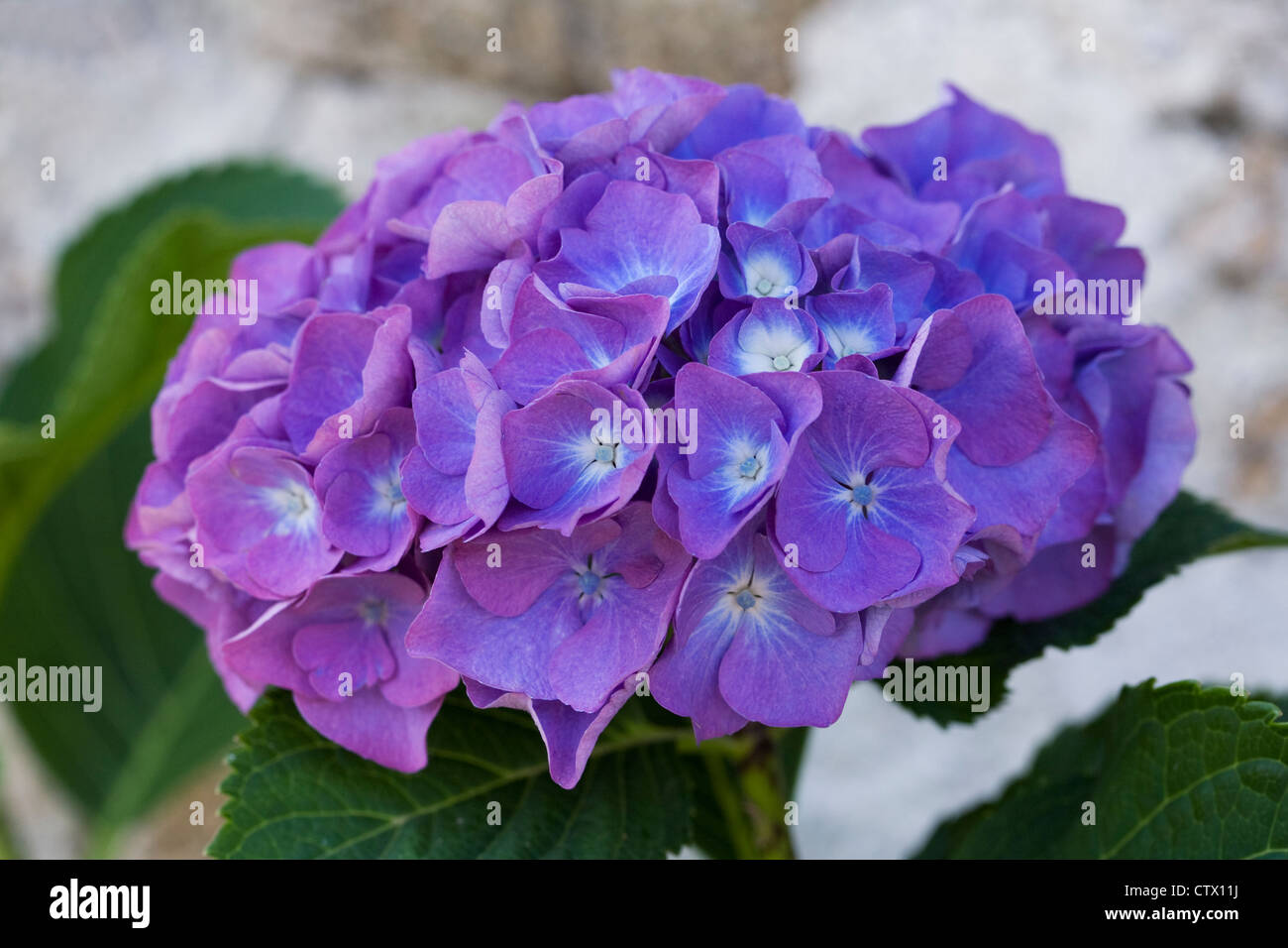 Blue Hydrangea flower against a stone wall. Stock Photo
