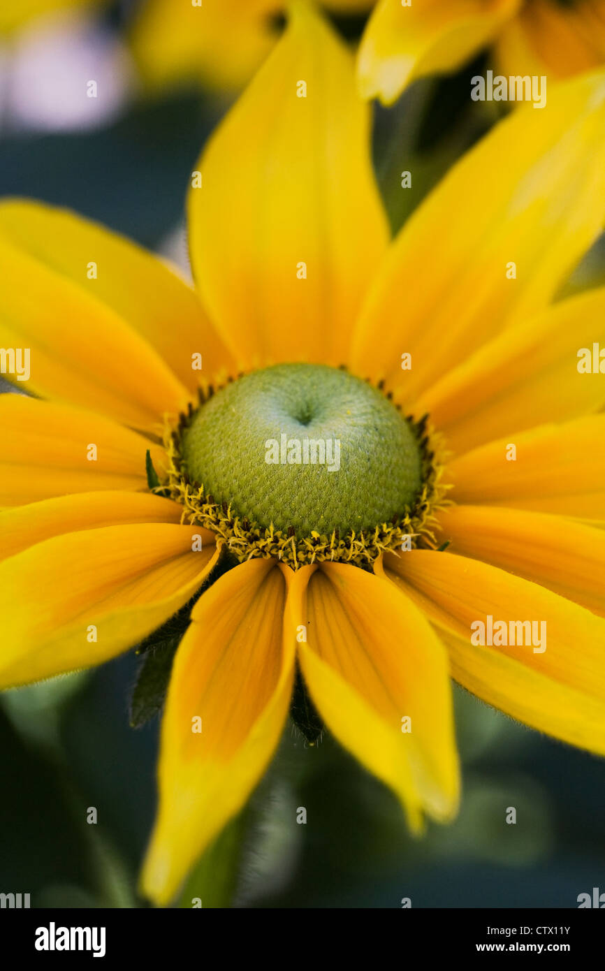 Rudbeckia hirta 'Prairie sun'. Coneflower growing in an herbaceous border. Stock Photo