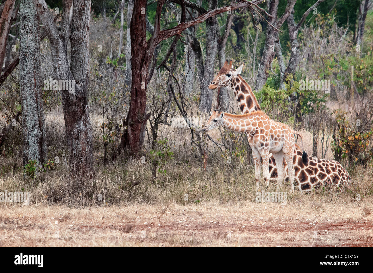 Rothschild Giraffe, Giraffa camelopardalis rothschild, mother sitting with her calf, Giraffe Manor, Nairobi, Kenya, Africa Stock Photo