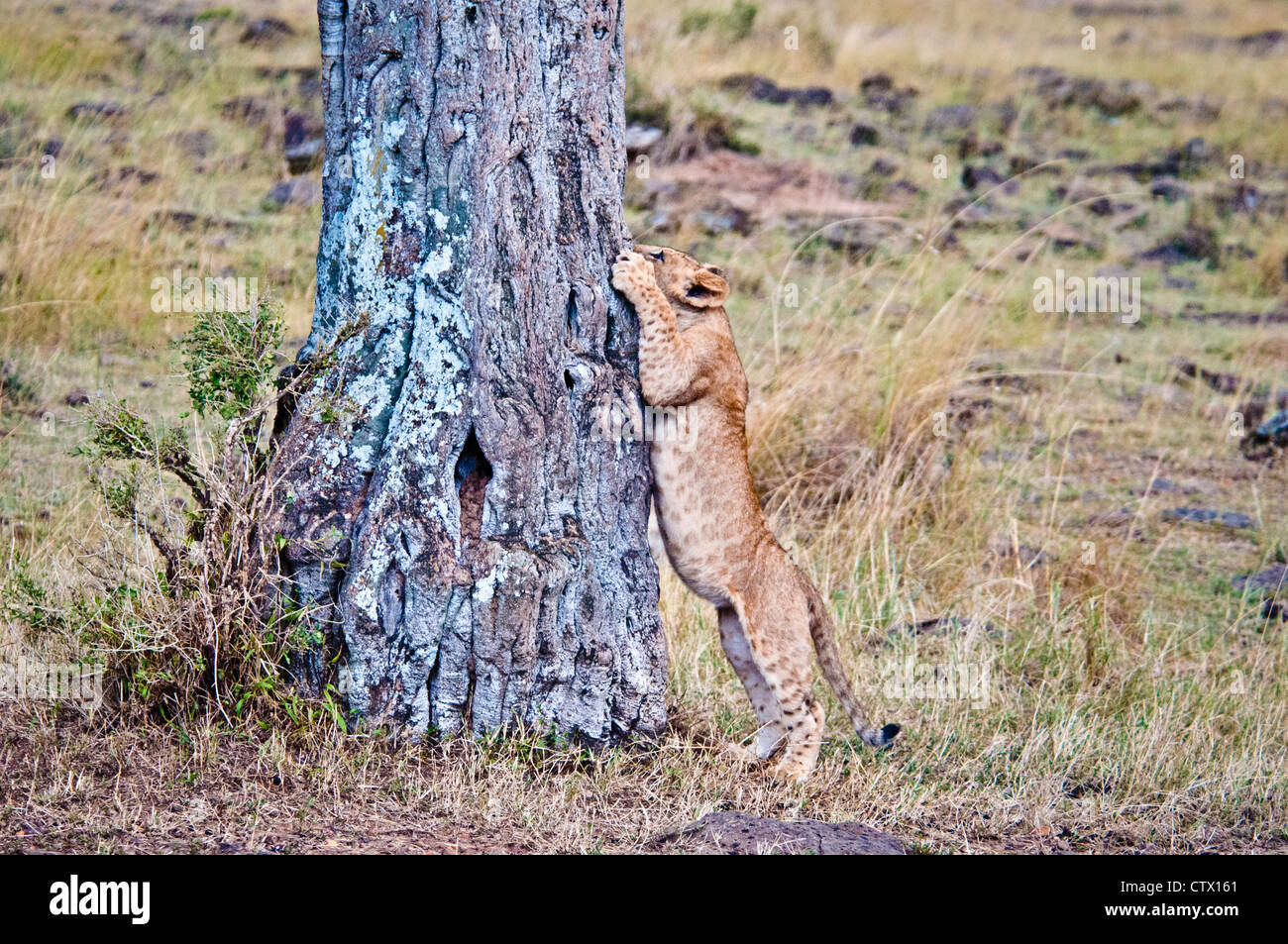 African Lion Cub, Panthera leo, trying to climb a tree, Masai Mara National Reserve, Kenya Stock Photo