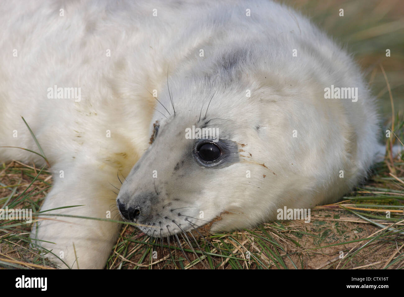 Grey seal pup (Halichoerus grypus) on the beach at Donna Nook, Lincolnshire, England, UK Stock Photo