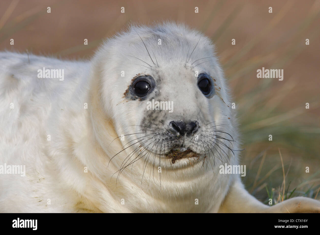 Grey seal pup (Halichoerus grypus) on the beach at Donna Nook, Lincolnshire, England, UK Stock Photo