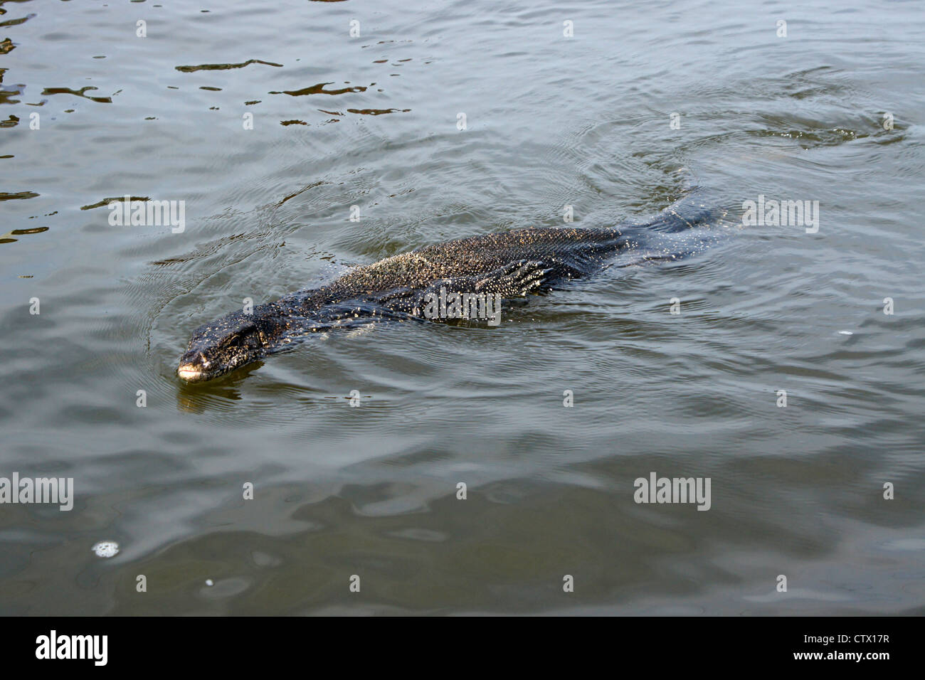 Water monitor swimming in Maduwa River (Madu Ganga), Sri Lanka Stock Photo