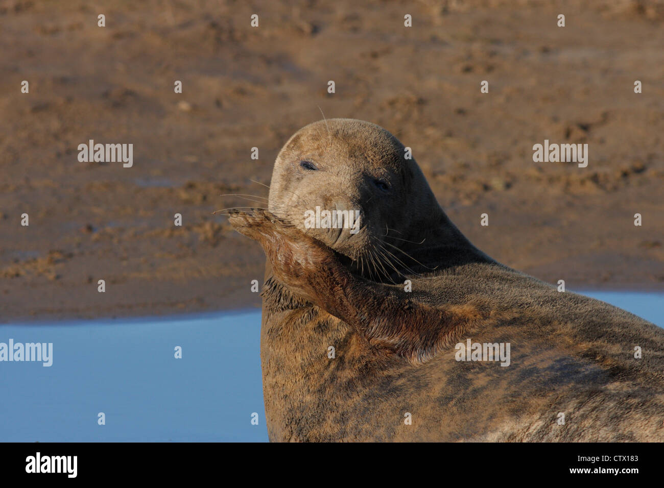 Adult female Grey seal  (Halichoerus grypus) on the beach at Donna Nook, Lincolnshire, England, UK Stock Photo