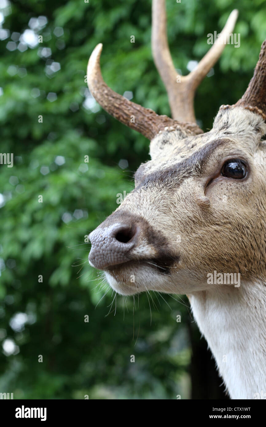 Axis deer hires stock photography and images Alamy