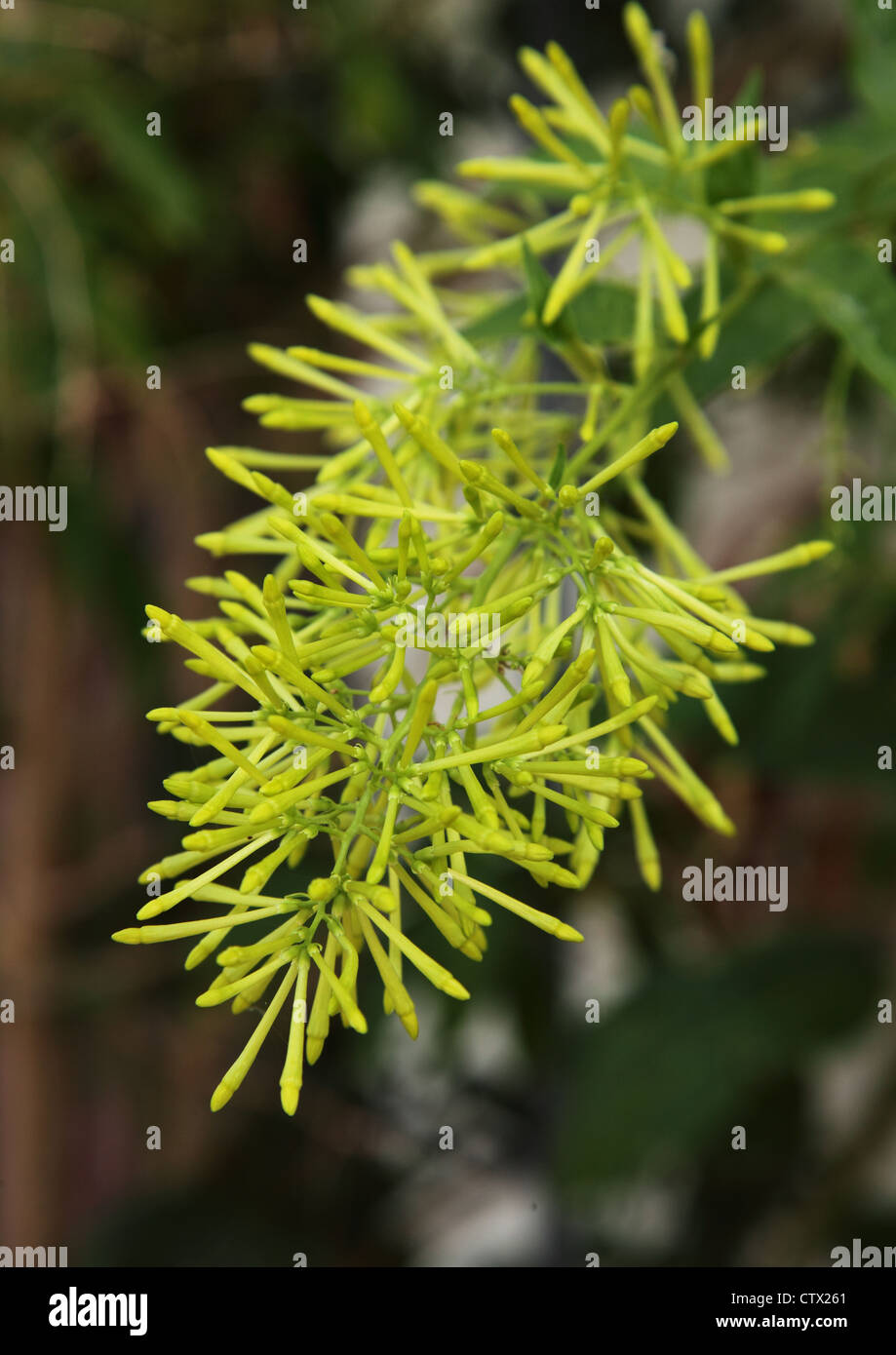 Night blooming jasmine hires stock photography and images Alamy