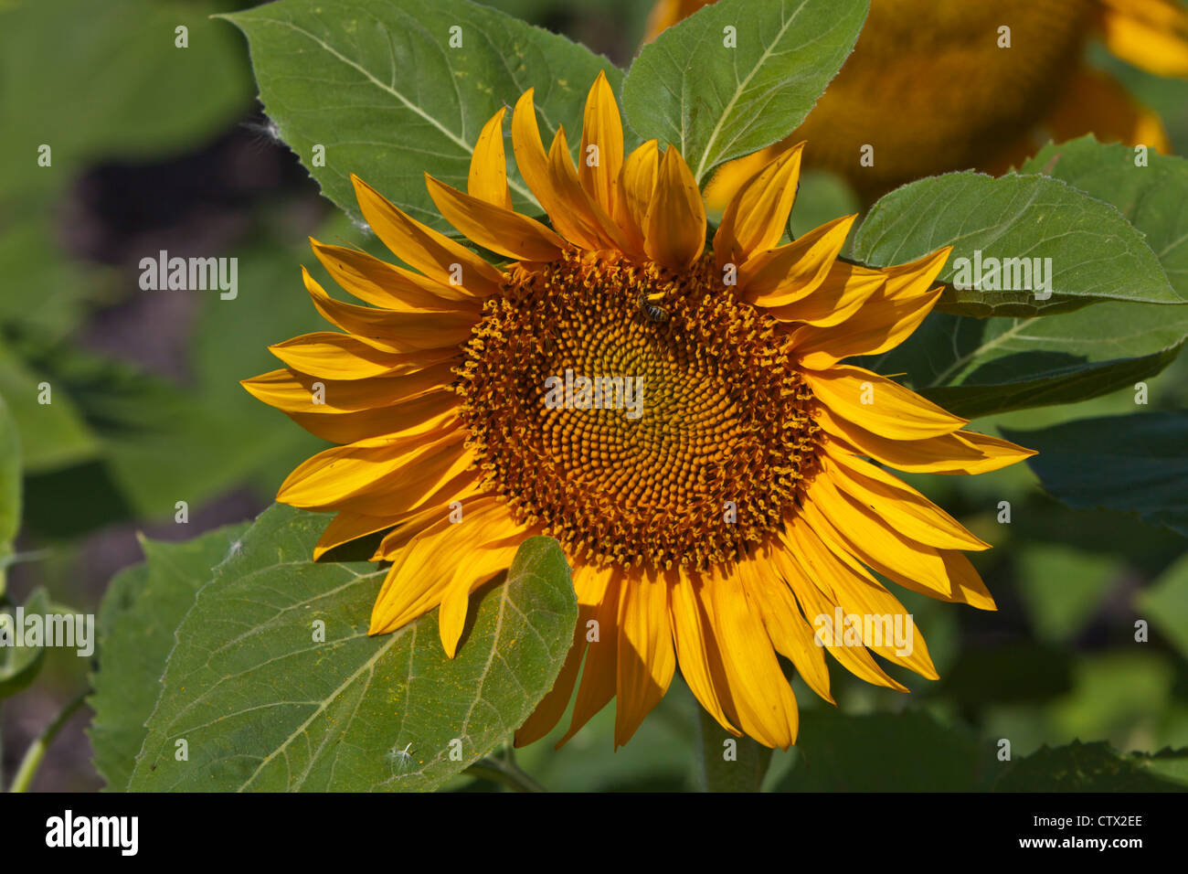 Sunflowers blooming on a field near Plum Coulee, Manitoba, Canada Stock