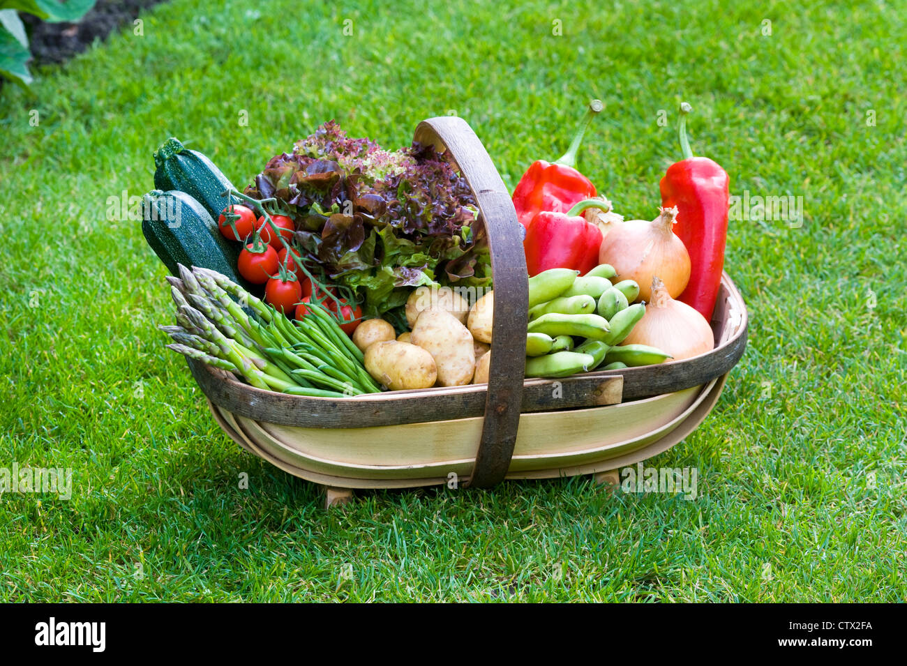 freshly harvested home grown British vegetables in a wooden trug on a