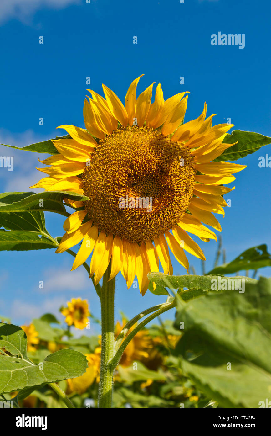 Sunflowers blooming on a field near Plum Coulee, Manitoba, Canada Stock