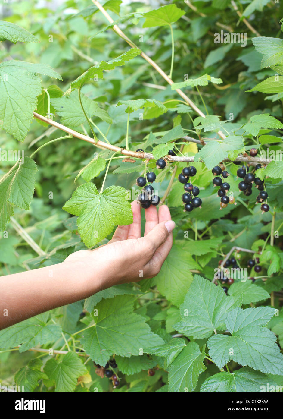 Woman hand picking ripe black currant Stock Photo