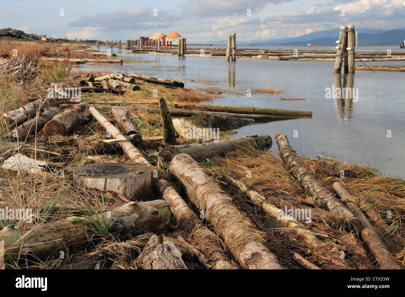 Logs on the riverbank. Fraser River, British Columbia, Canada Stock