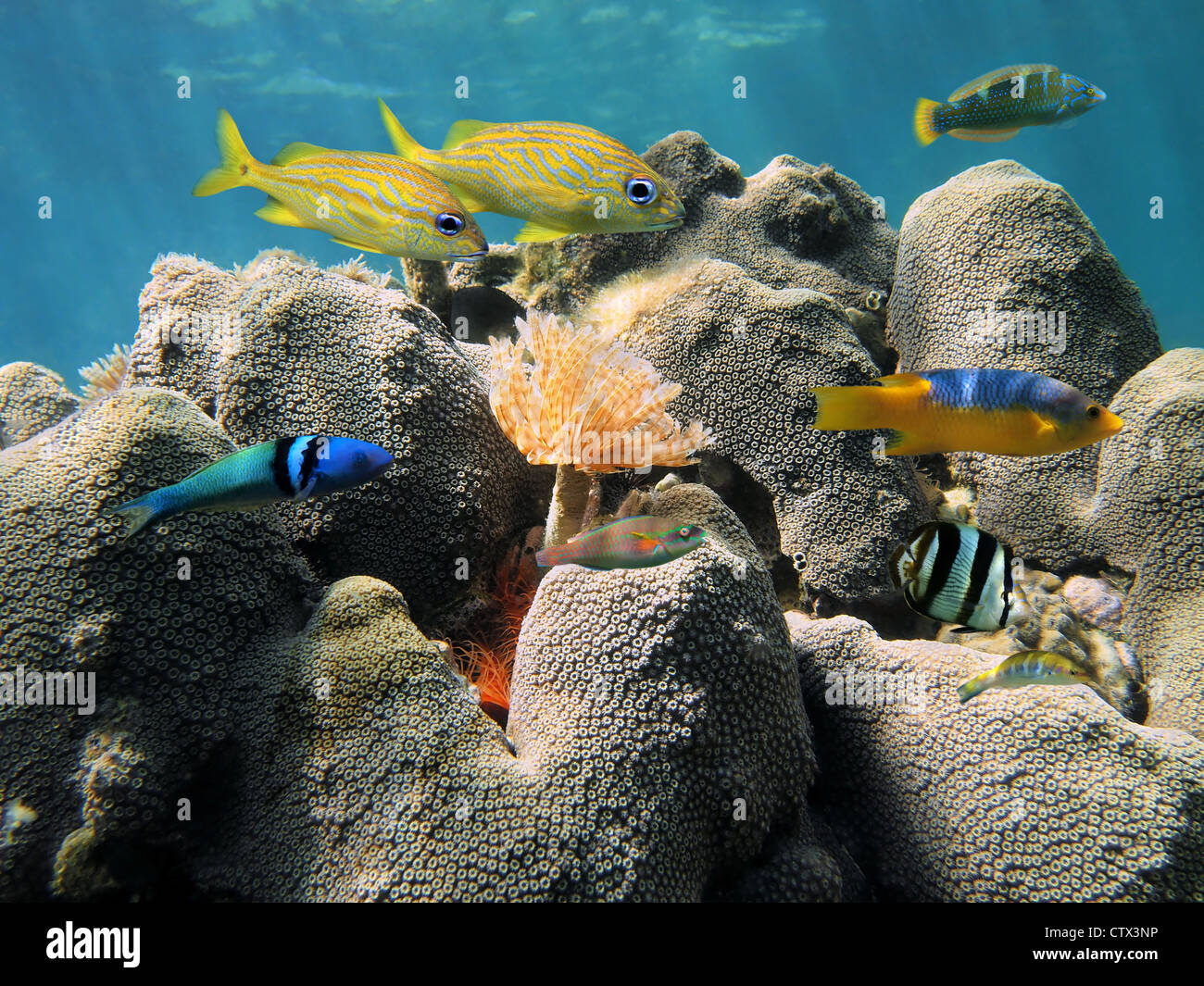 Coral underwater with colorful tropical fish and a feather duster worm