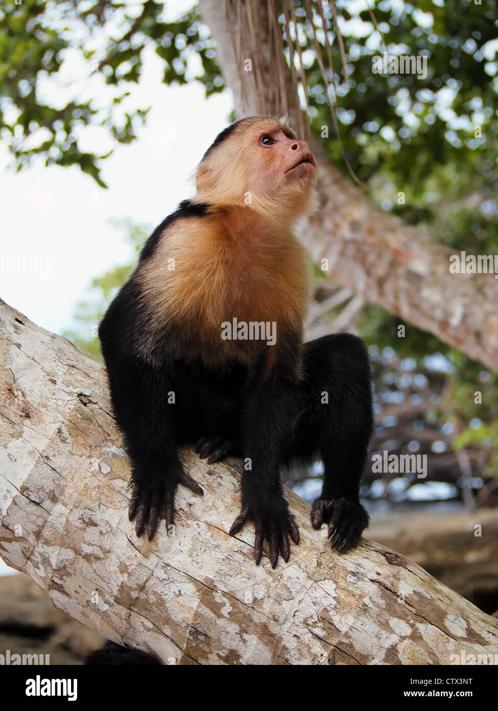 White faced Capuchin Monkey on a coconut tree trunk Stock Photo