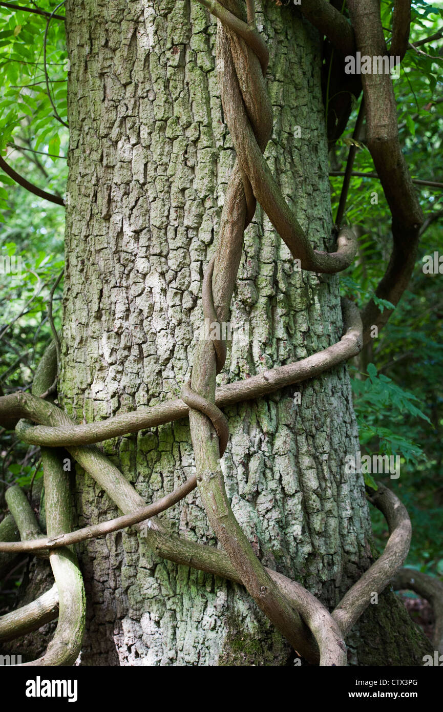 Vine stem wrapped around an Oak tree trunk in an english woodland. UK Stock Photo