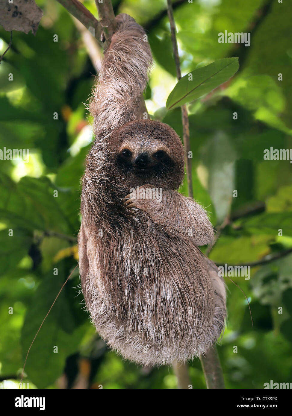 Young Brown-Throated Three-Toed sloth hanging from a branch Stock Photo