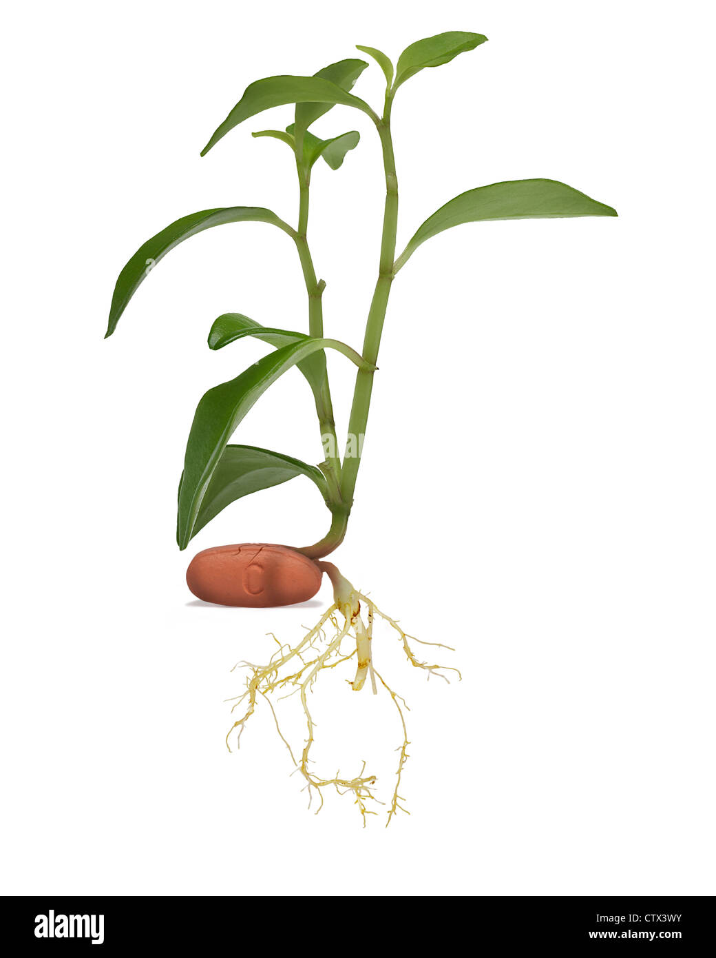 Pill The Roots Pill with roots and green plant growing out of it Stock Photo - Alamy