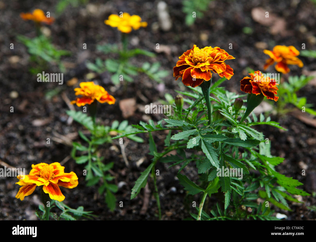 French marigold (Tagetes patula) Stock Photo