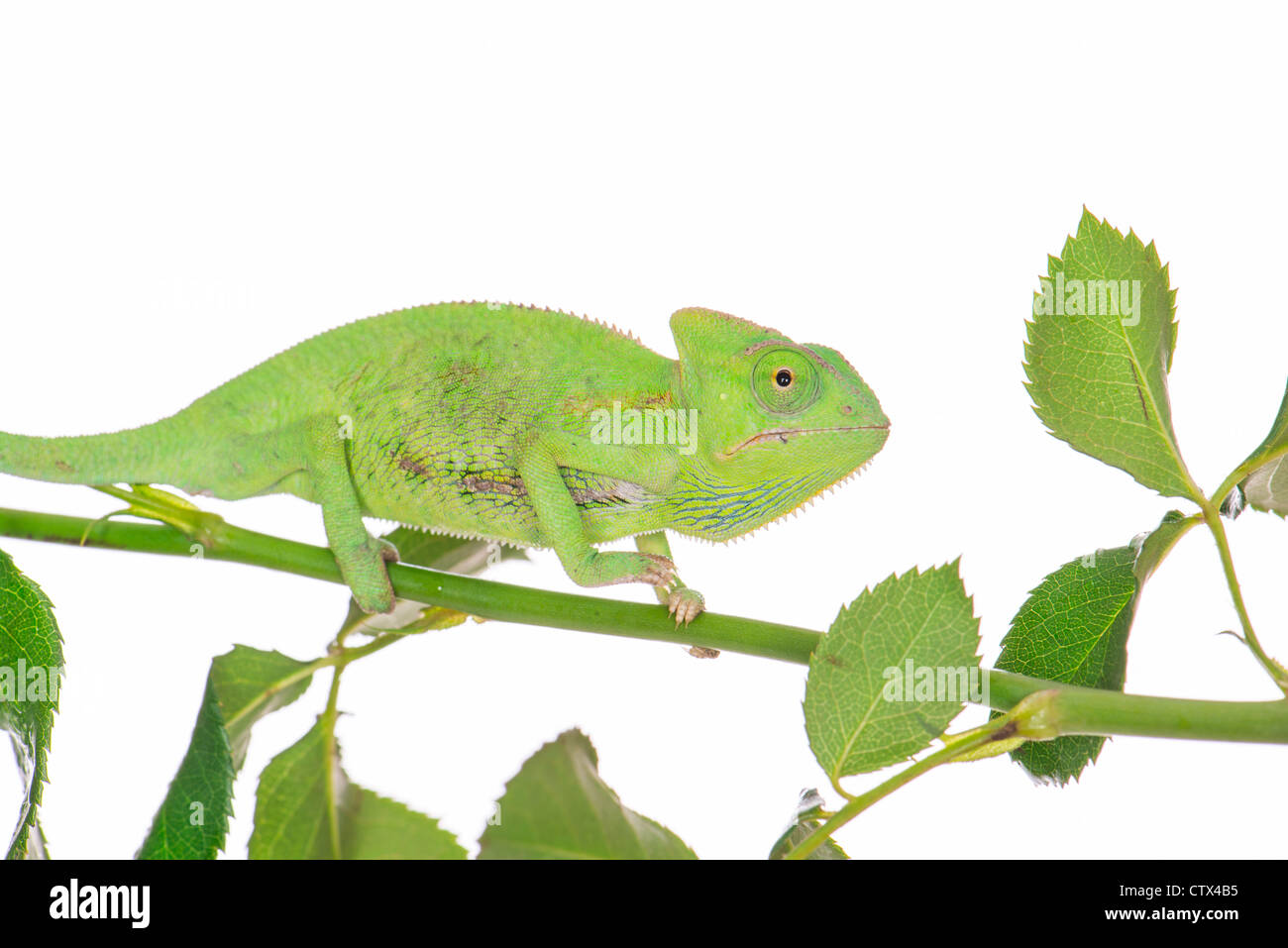 little green chameleon on a branch Stock Photo