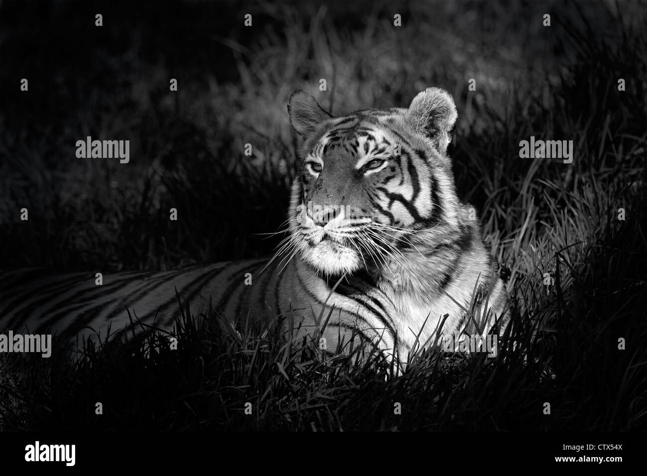 Monochrome image of a bengal tiger (Panthera tigris bengalensis) laying in grass Stock Photo
