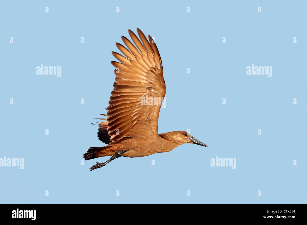 Hammerkop bird (Scopus umbretta) in flight with outstretched wings, South Africa Stock Photo