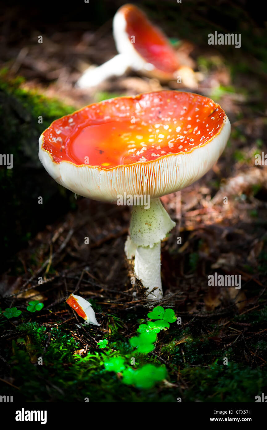 Fly agaric mushrooms in forest. Shallow depth of field Stock Photo
