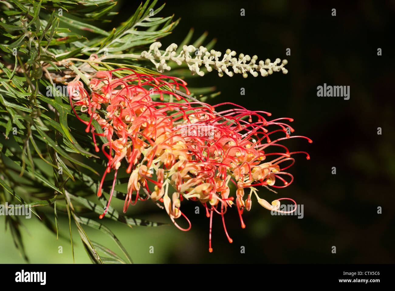 Bright red and yellow flower and buds of an Australian native Grevillea cultivar 'Superb' Stock Photo