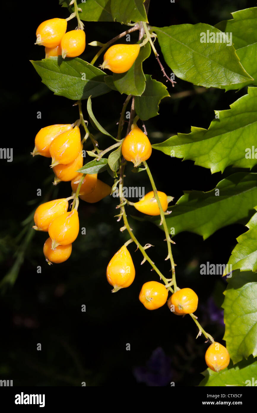 Yellow-golden berry fruit of the Skyflower,Duranta erecta, shrub Stock Photo