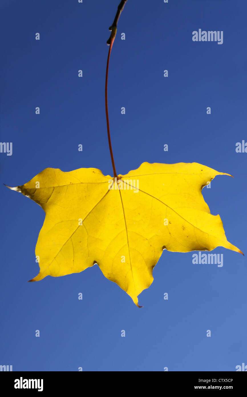 Yellow Maple (Acer) leaf glowing against a bright blue sky Stock Photo