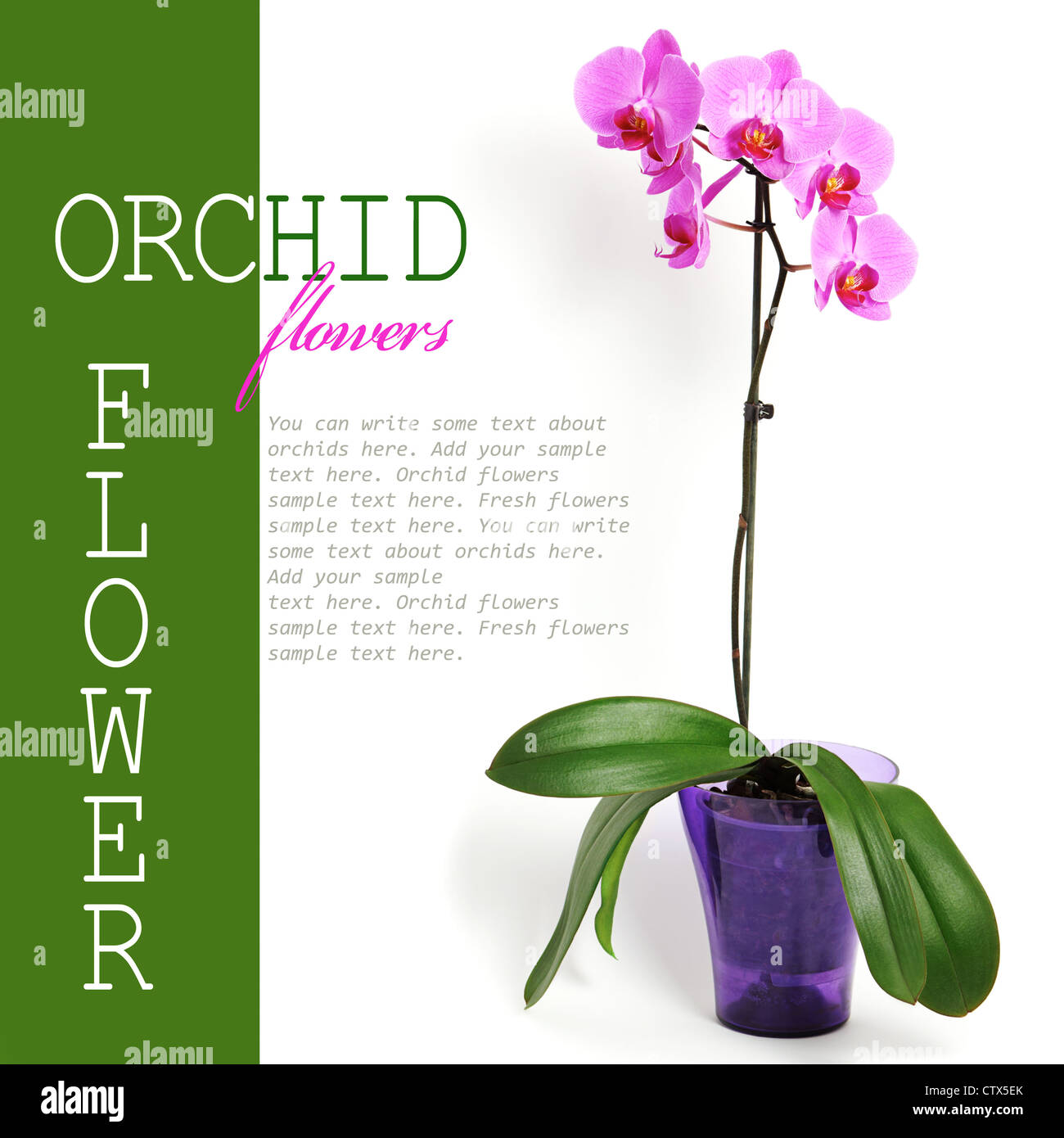 Pink orchid flower isolated white background (with sample text Stock ...