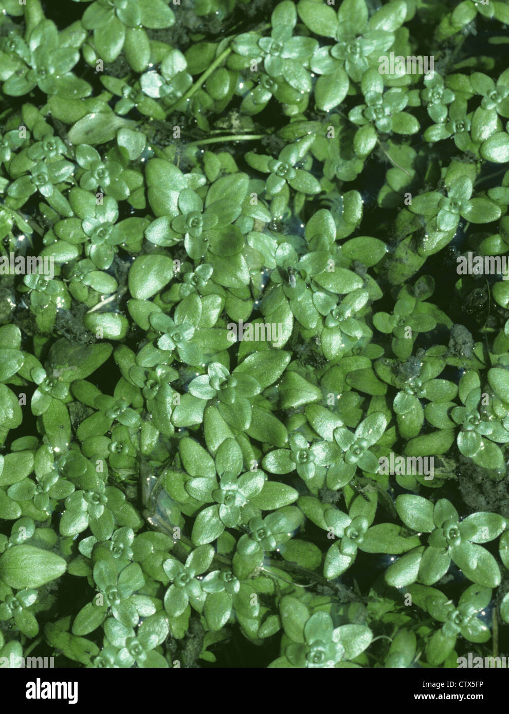 COMMON WATER-STARWORT Callitriche stagnalis (Callitrichaceae) Stock Photo