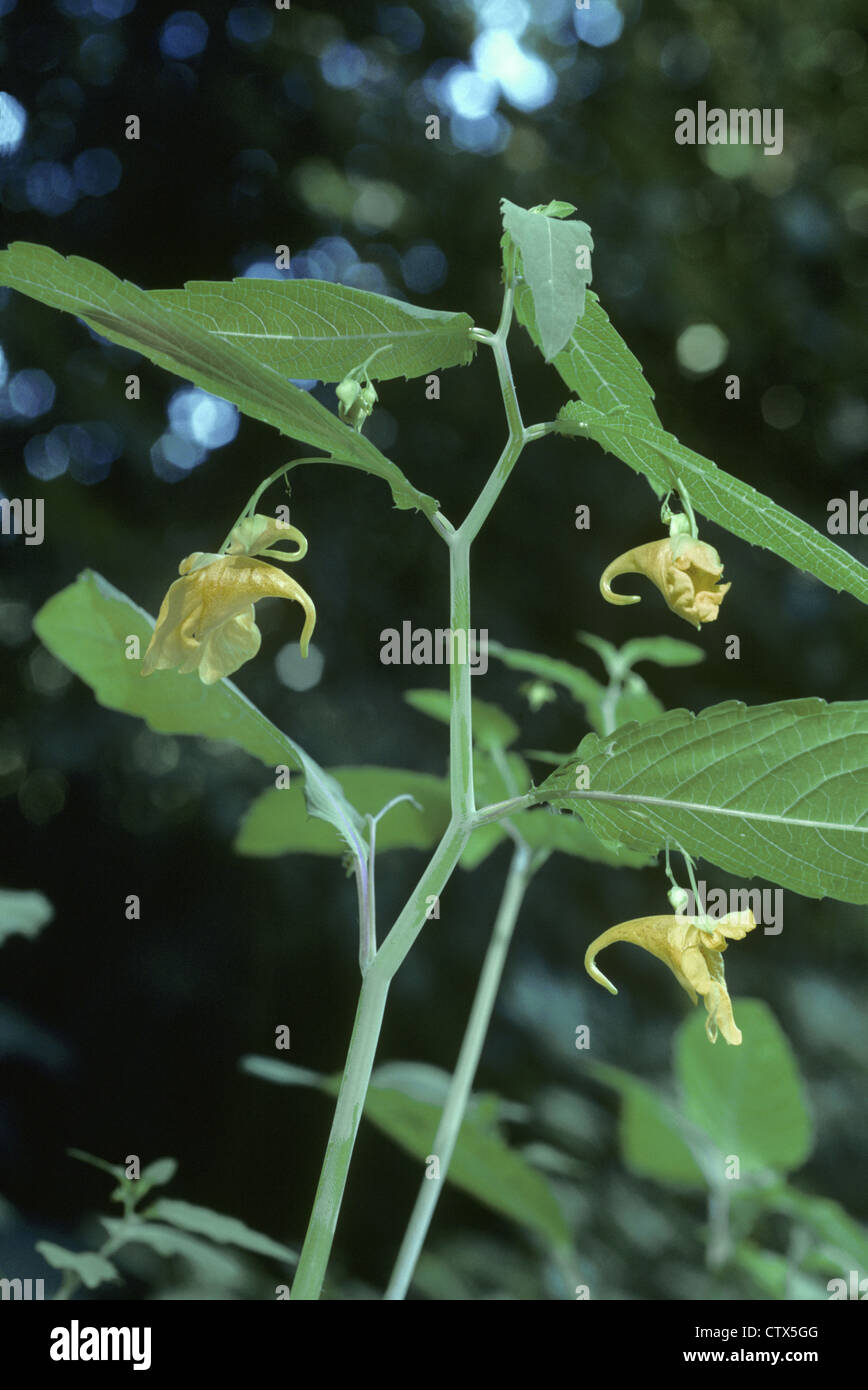 TOUCH-ME-NOT BALSAM Impatiens noli-tangere (Balsaminaceae) Stock Photo