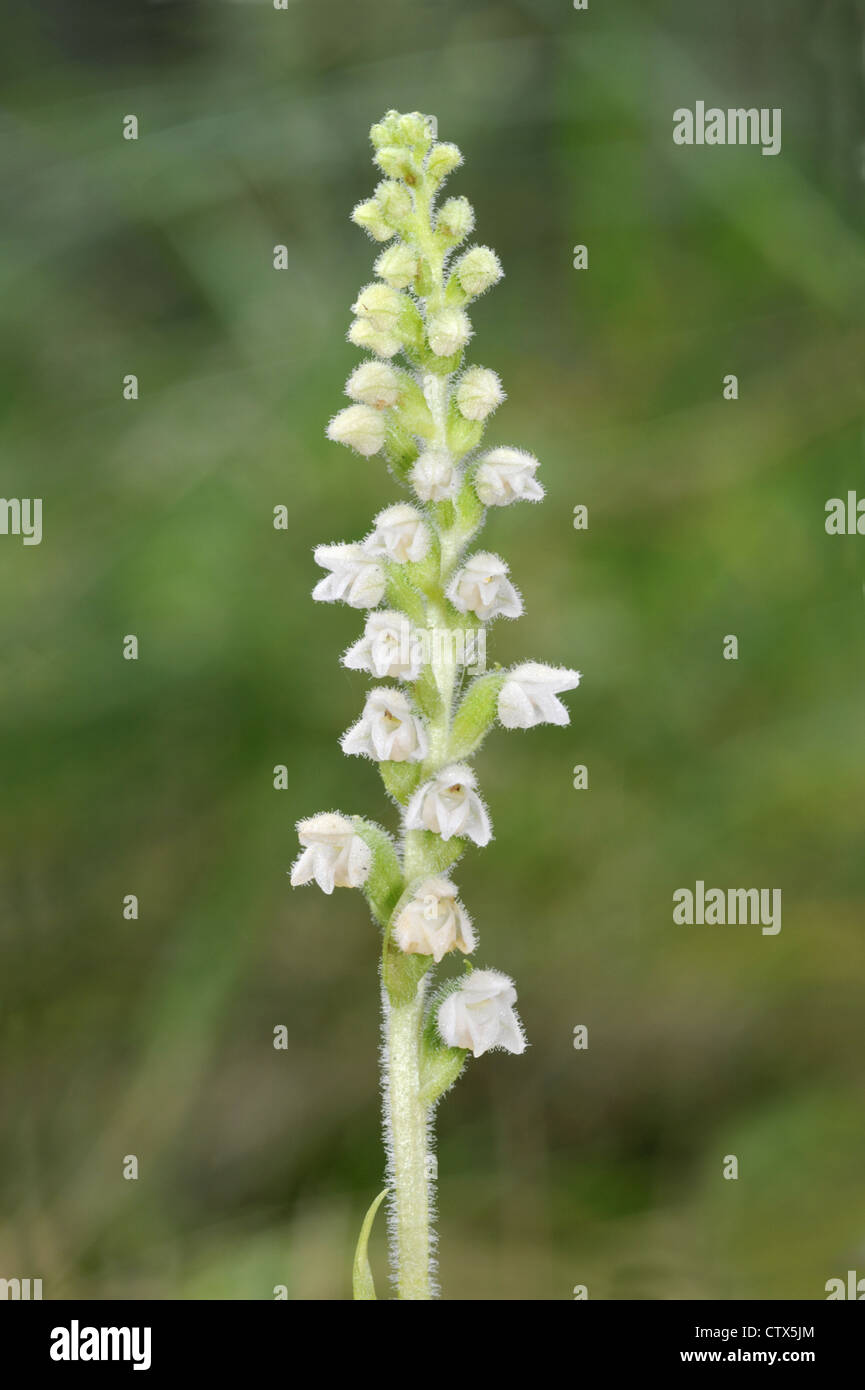 CREEPING LADY’S-TRESSES Goodyera repens (Orchidaceae) Stock Photo