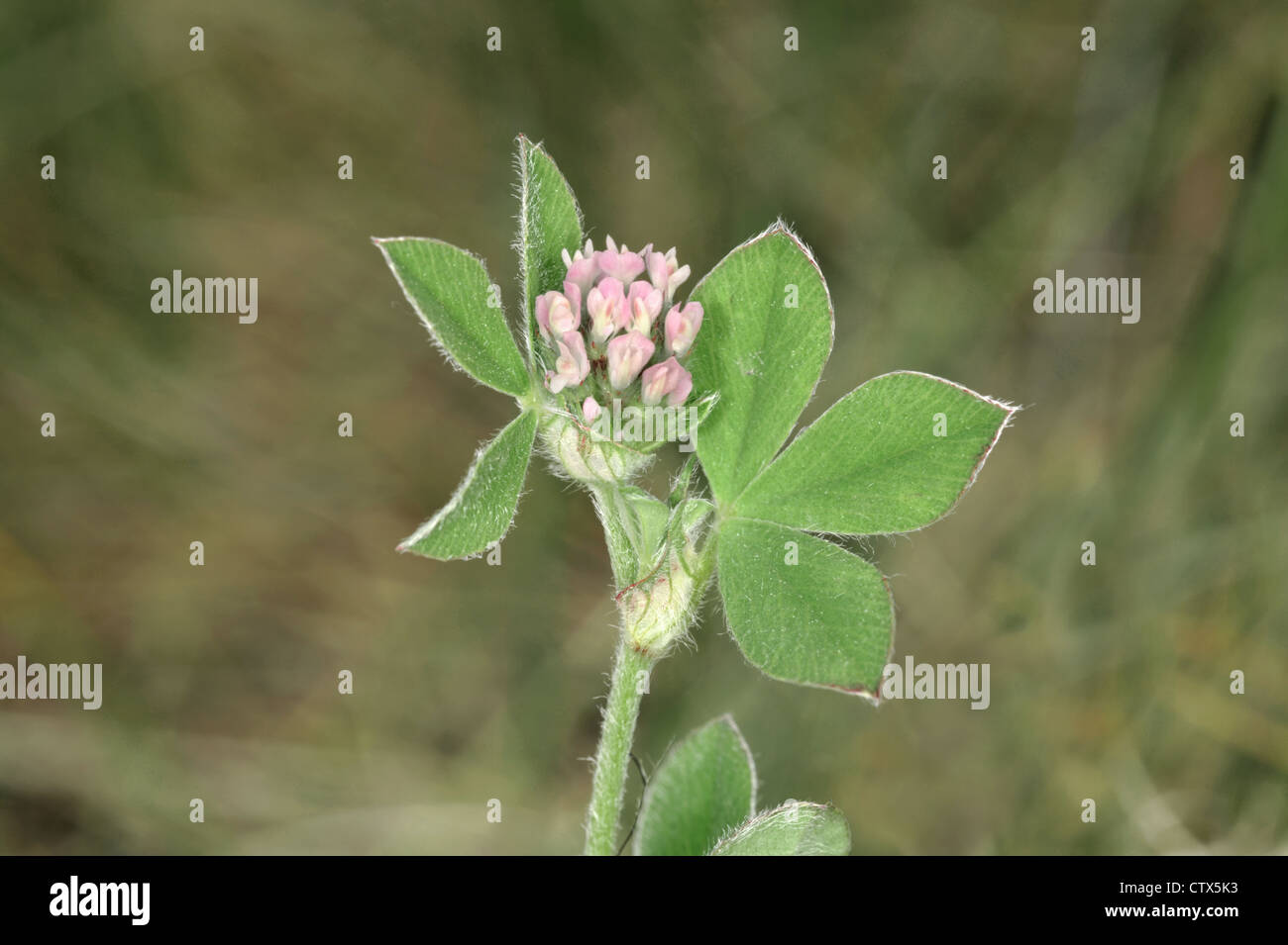 KNOTTED CLOVER Trifolium striatum (Fabaceae) Stock Photo