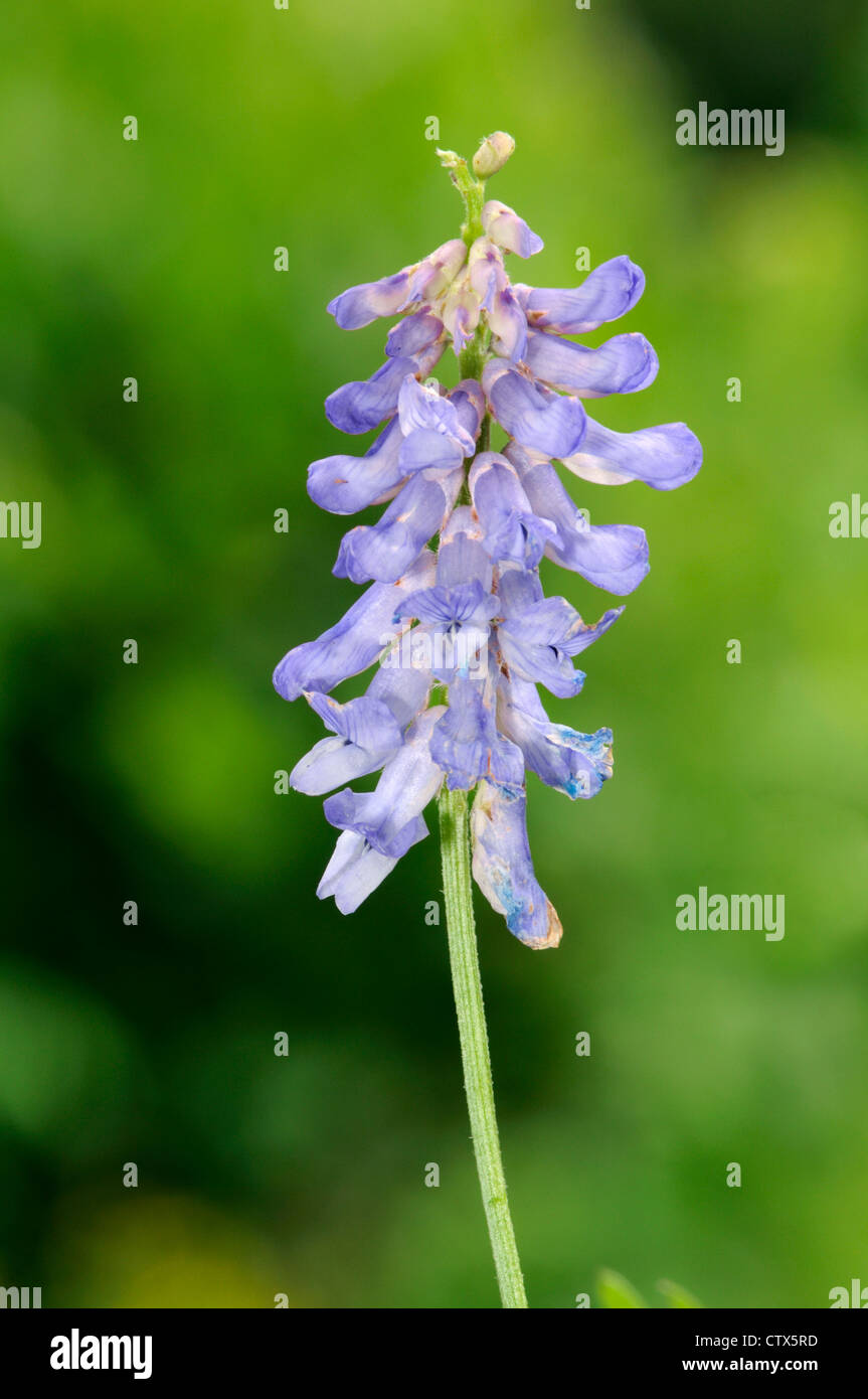 TUFTED VETCH Vicia cracca (Fabaceae) Stock Photo