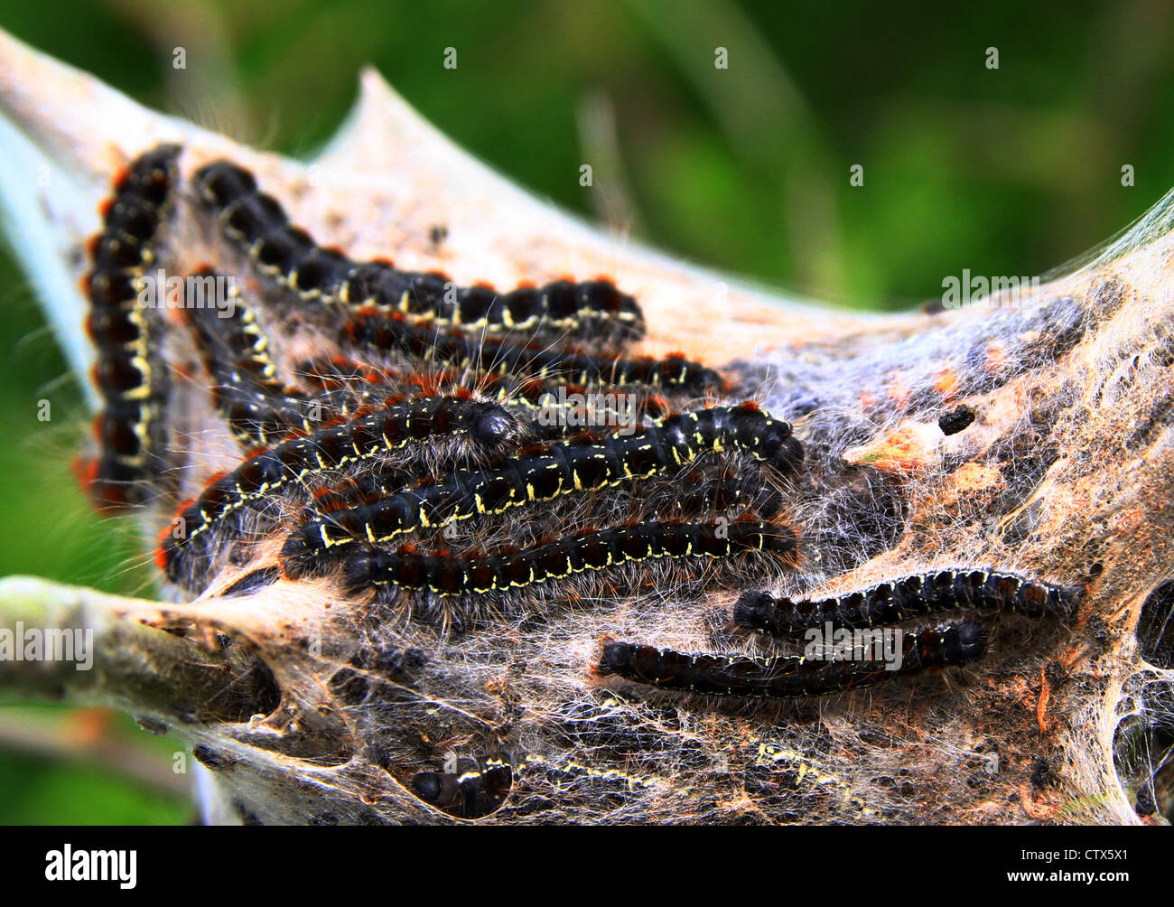 Brown tail moth High Resolution Stock Photography and Images - Alamy