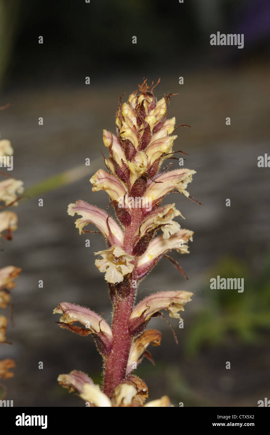 IVY BROOMRAPE Orobanche hederae (Orobanchaceae) Stock Photo