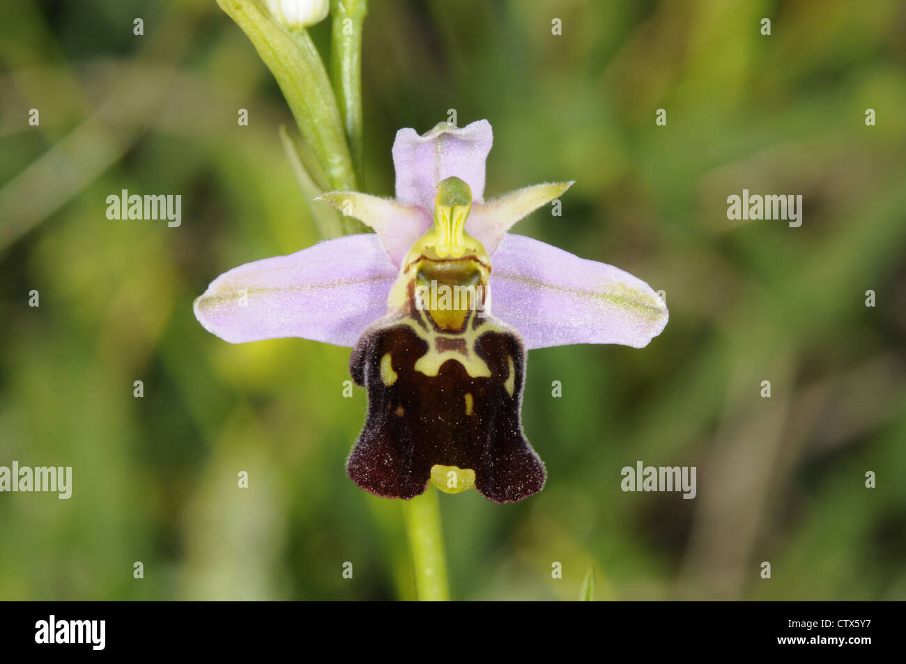 LATE SPIDER-ORCHID Ophrys fuciflora Stock Photo