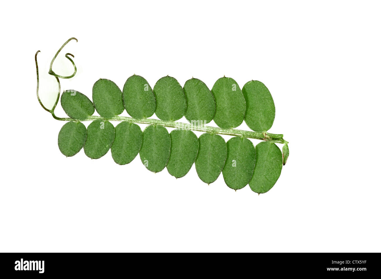 WOOD VETCH Vicia sylvatica (Fabaceae) Stock Photo