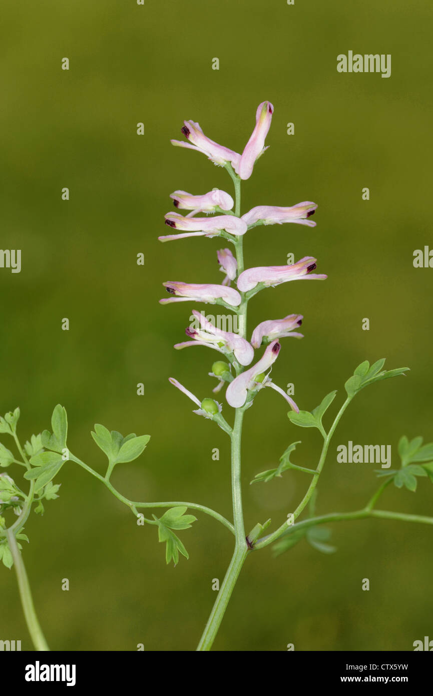 TALL RAMPING-FUMITORY Fumaria bastardii (Fumariaceae) Stock Photo