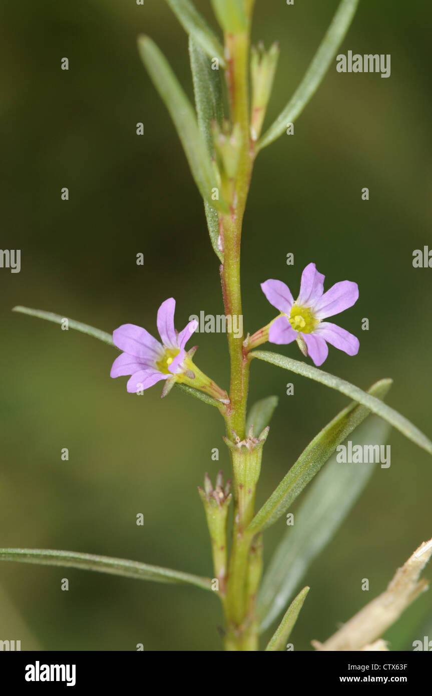 GRASS-POLY Lythrum hyssopifolium (Lythraceae) Stock Photo
